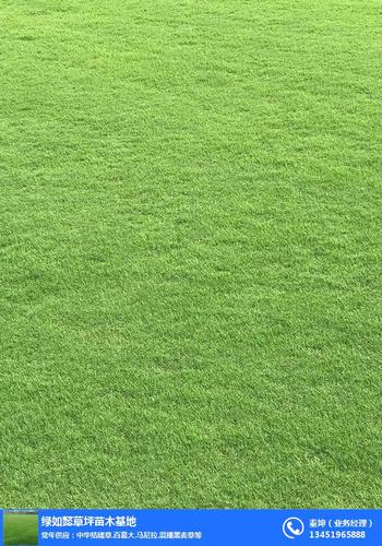 马尼拉草坪马尼拉草坪基地绿如懿草坪基地推荐商家