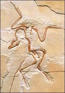 始祖鸟化石,鸟类的祖先