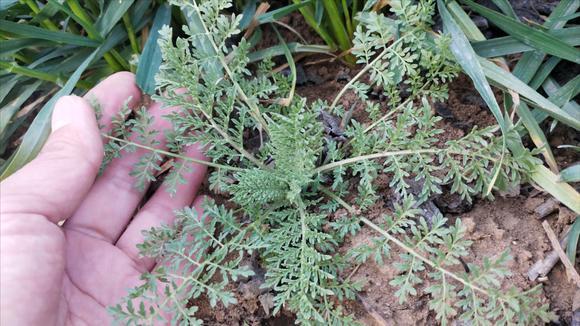 错过要等一年的野菜"麦蒿",对身体有啥好?农民却挖来当宝!