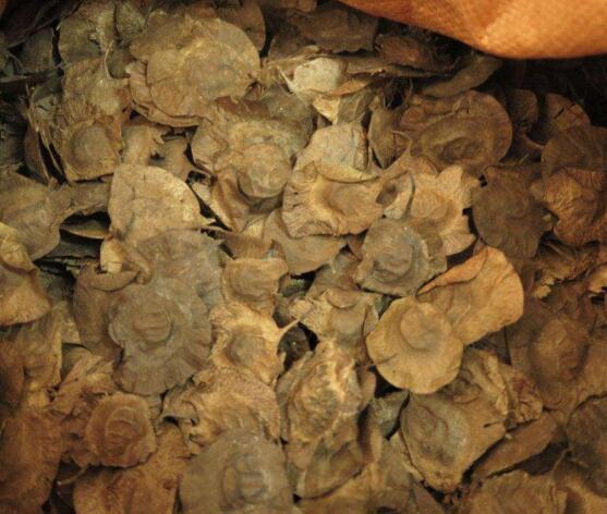 海南黄花梨种子 印度小叶紫檀种子 金丝楠木树种子 菩提种子