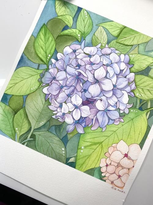 绣球绣球!手绘水彩无尽夏_水彩画_手绘_花卉_颜料_水彩花卉_文化_绘画