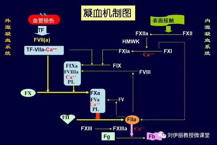 凝血功能和抗凝治疗