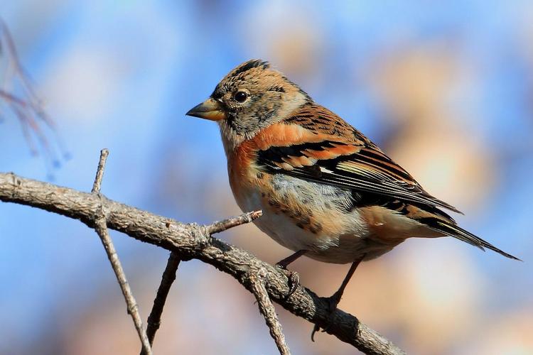 燕雀公母怎么分 燕雀鸟怎么分公母