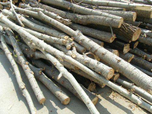 杨木价格持续下滑