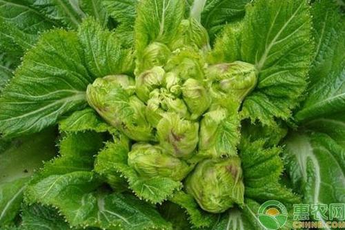 儿菜的功效作用儿菜含丰富的钙质,矿物质和多种维生素,与大白菜,豆类