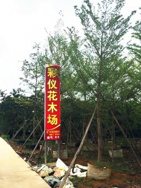 中山市彩仪花木场