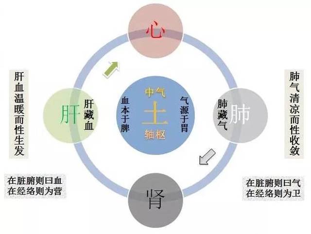 图解黄元御《四圣心源》:人体是个小宇宙,其循环运行就是一个圆圈