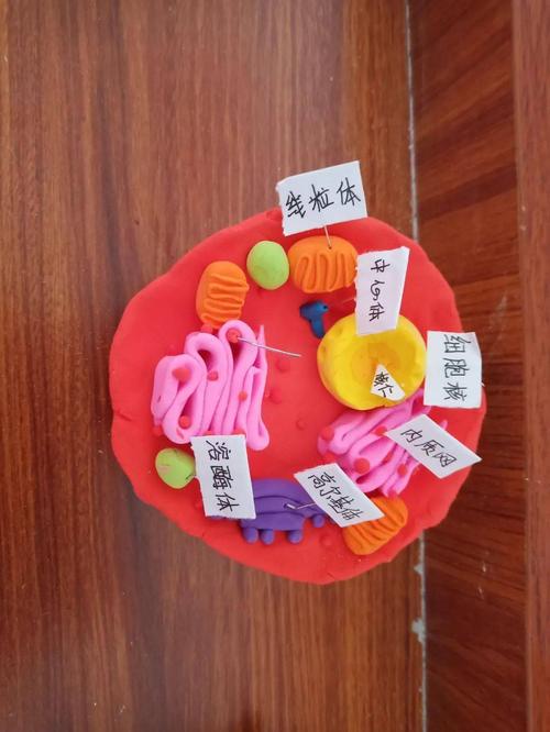 高一生物组举办生物模型制作大赛