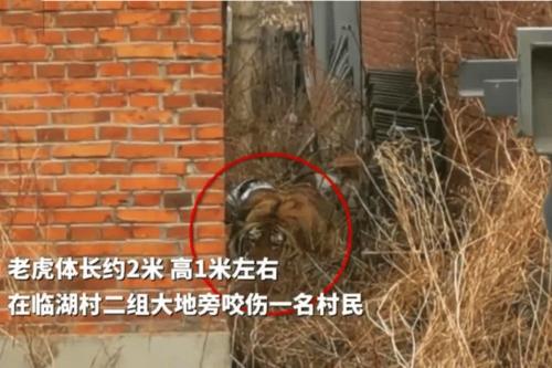 东北虎进村伤人事件最新进展如何?遇到"拦路虎"该咋办?