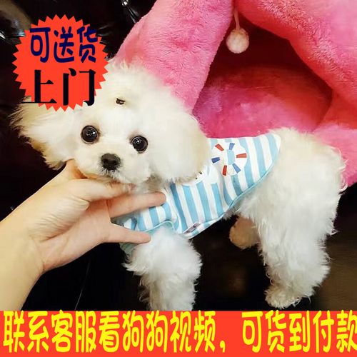 活狗泰迪_顽皮奶白色玩具体公出售纯种小型犬宠物白贵宾泰迪狗幼犬活f