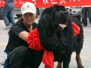 11大狗新闻:神气冲浪狗 美国推出宠物航空