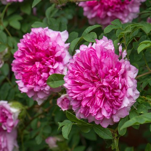 购客十六夜蔷薇中国古老月季花苗重瓣缫丝花刺梨可食用庭院盆栽花卉