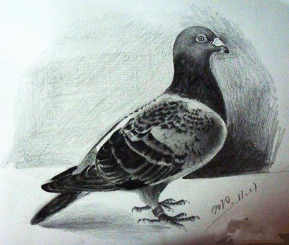 鸽子素描画法步骤是什么