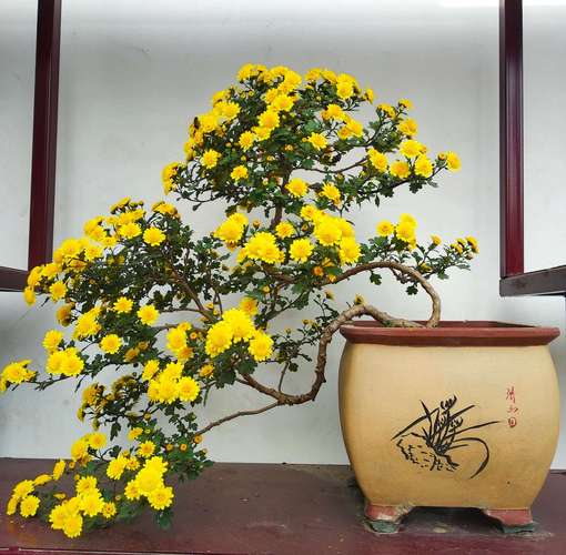 开封万岁山菊花展