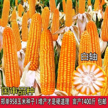 联创808玉米品种介绍,宇玉30玉米种简介 超甜水果玉米大田玉米种籽郑958联创808农科728杂交玉米种子早熟春