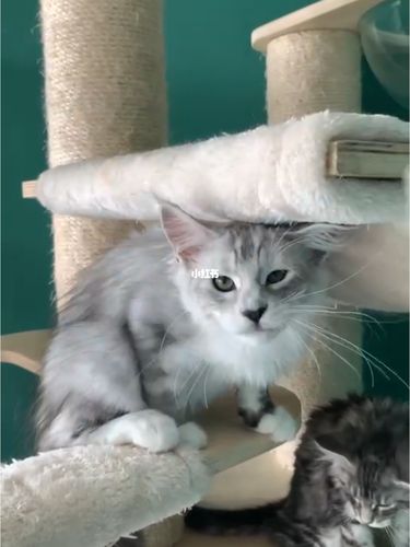 浅银色缅因猫_缅因猫_宠物_猫