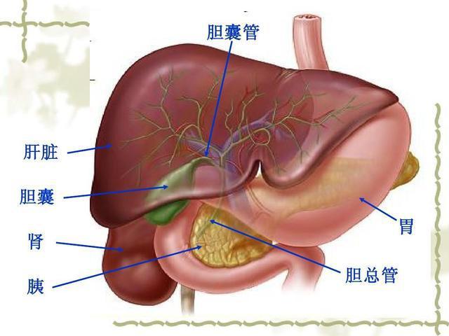 内分泌疾病肝胰腺系统恶性肿瘤早期缺乏典型的临床表现,当病人由于不