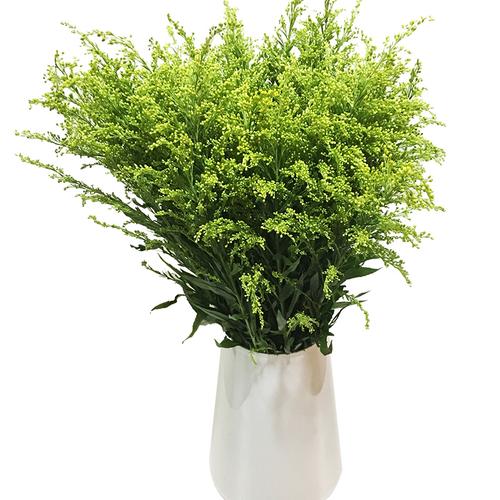 云南鲜花黄英黄莺10支扎新鲜速递  (本款不在2扎包邮范围)