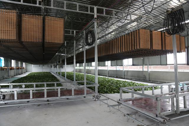 种桑养蚕新模式产"致富茧"