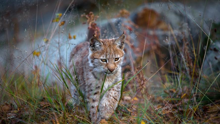 山猫走在草地上,野猫,捕食者 壁纸 - 1366x768