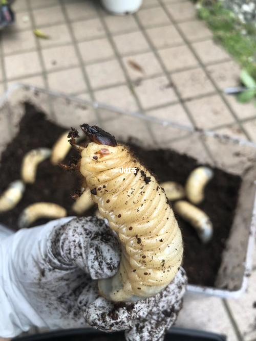 把独角仙从卵开始一直养到羽化成成虫_蜕皮_昆虫_生活