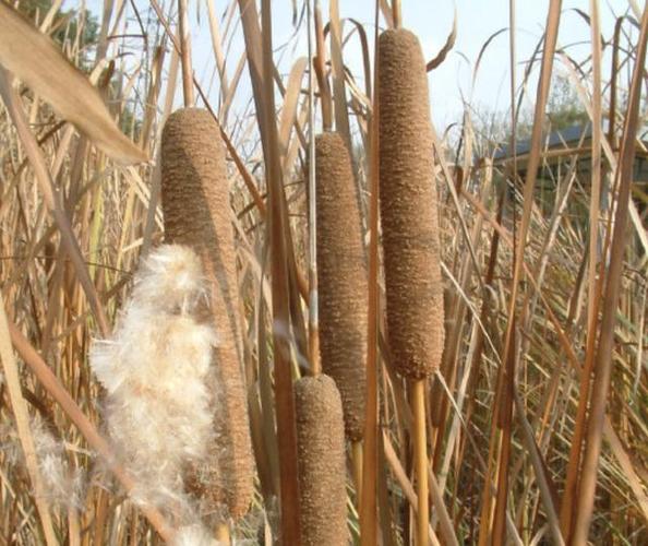 此种植物叫"香蒲草",农村小溪边一大片,其实珍贵,用处