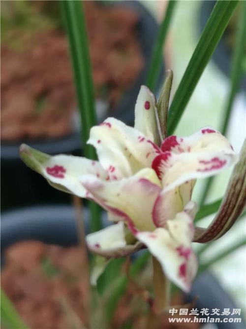 莲瓣兰一号牡丹