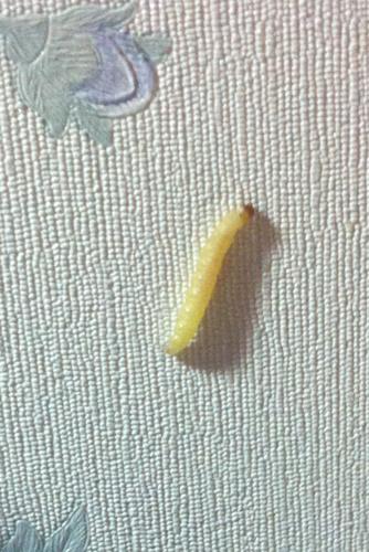 这是飞蛾幼虫么?熬夜突然发现光源附近全是这样的虫子