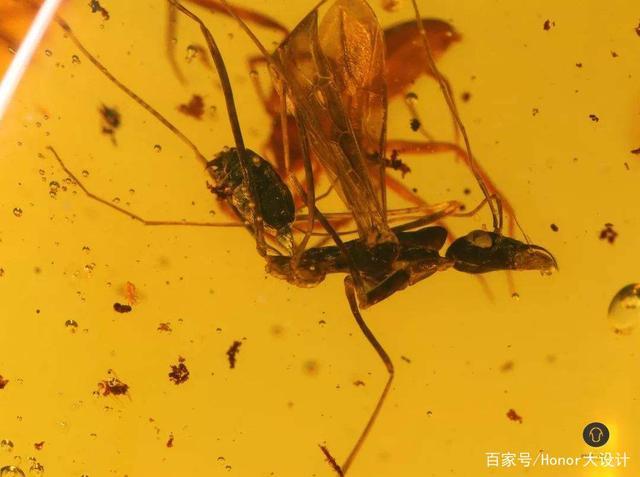 两只苍蝇交配时,不幸变成了琥珀,4100万年后才被科学