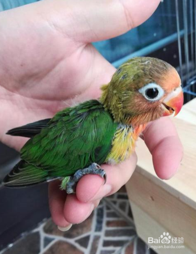 牡丹鹦鹉繁殖期要注意什么?