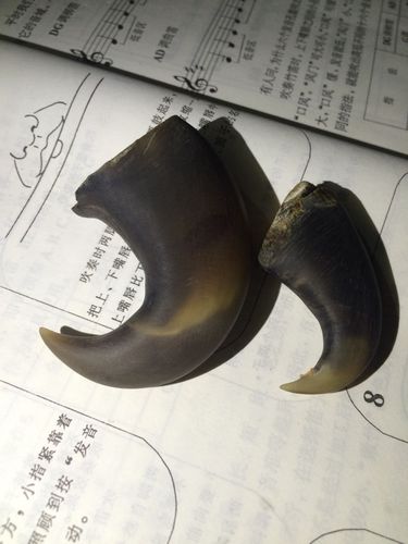 500元入手的老虎爪子,求鉴定!感激不尽