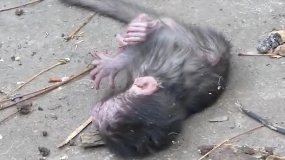 坏猴子把芭比娃娃绑架到高高的树上,一不小心就惨了!