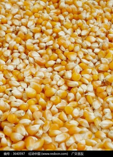 近拍玉米粒特写图片