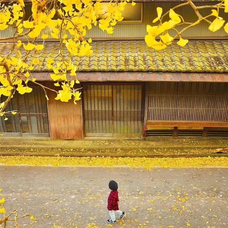 "你生而有翼,为何竟愿一生匍匐前进,形如虫蚁?