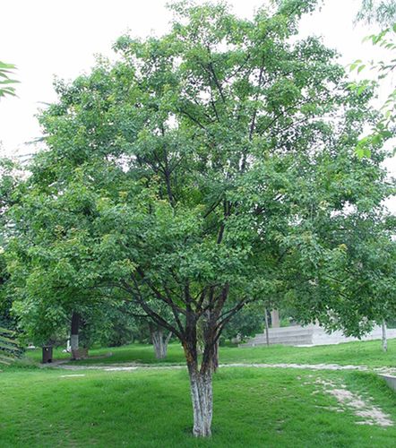 湖北三角枫小苗@出售