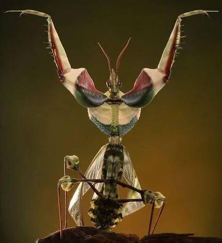 魔花螳螂——世界上体型最大的螳螂有多美?