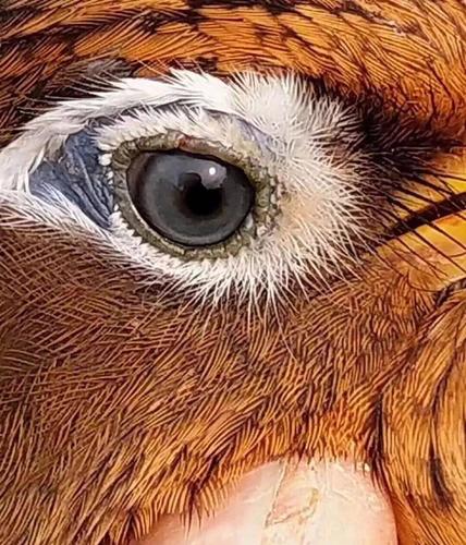 鸟友汇画眉眼道用图分析