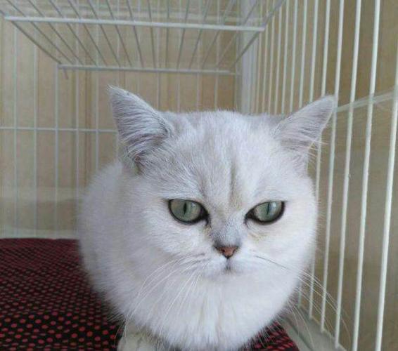 纯白色银点渐成猫母