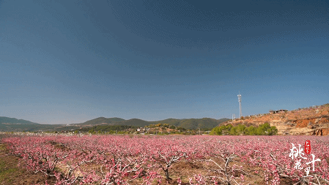 丽江拉市除了拉市海,还有什么海?桃花花海!