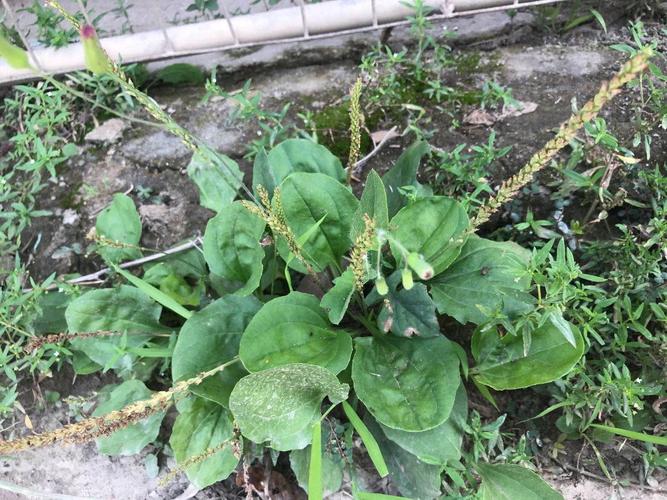 清热利尿,止泻排石,清暑去火的车前草