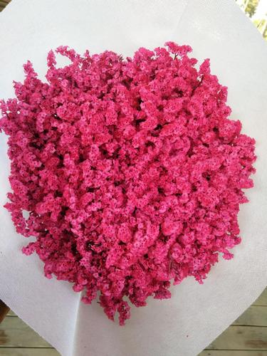 【水晶草】水晶草干花 染色水晶草 水晶草鲜花 干花花束 干花批发