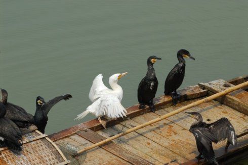 鸬鹚和翠鸟  wbr>鸬鹚和鹭鸶