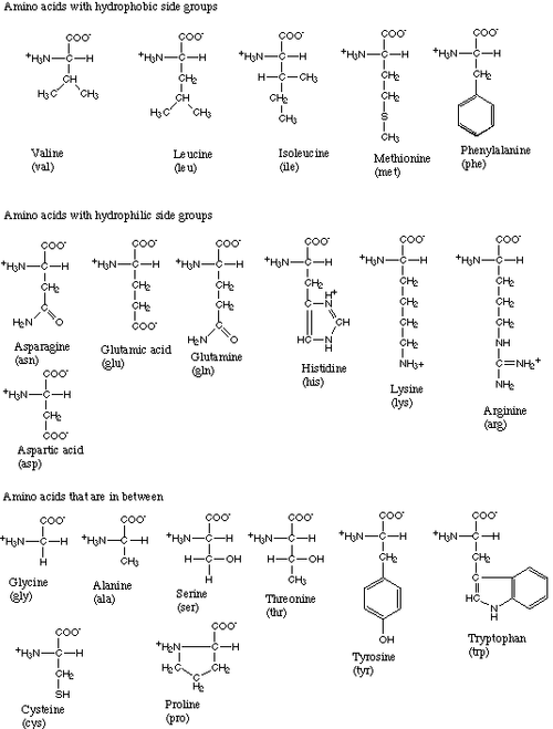 amino acids