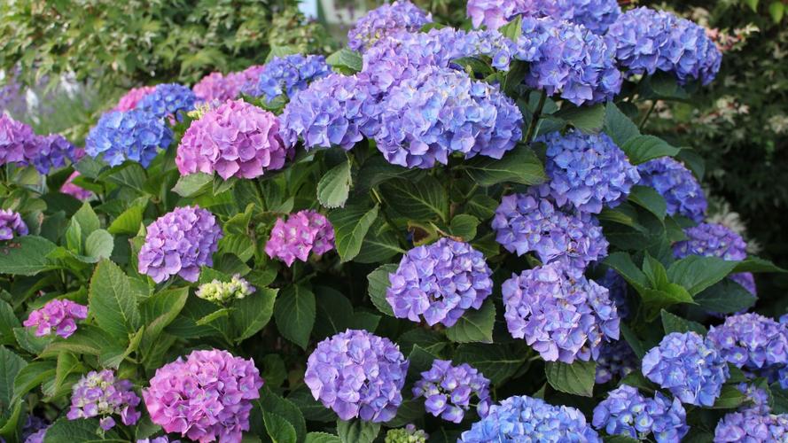 绣球花图片大全大图610