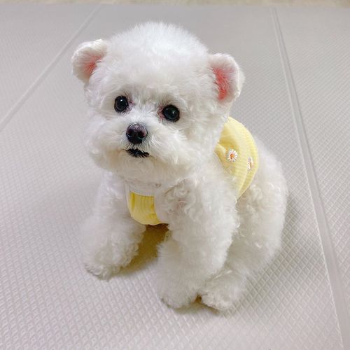 卷毛比熊犬