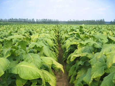 闻香识云南——从烟叶到烟丝的雕刻时光