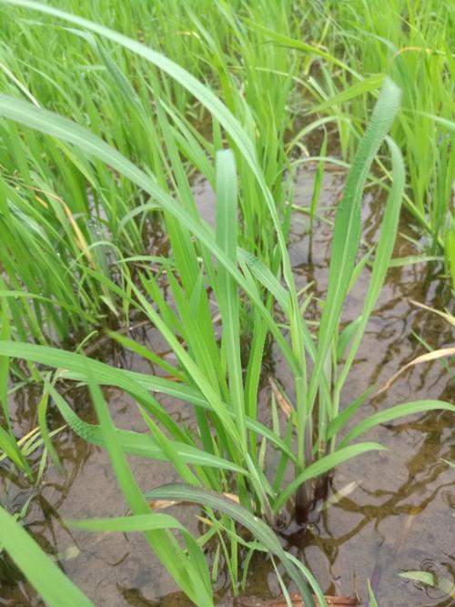 稻苗4～5叶,6/28化除茎叶处理后,稗草中毒症状最明显,其中旱稗植株