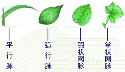 叶片的全形 平行脉和弧形脉是大多数单子叶植物的叶脉类型,双子叶
