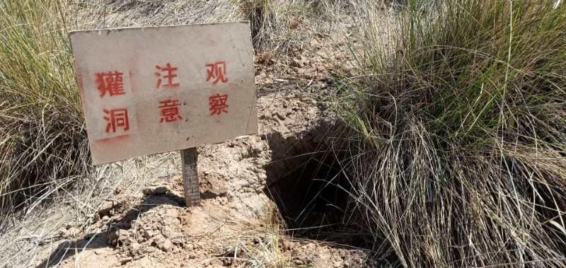 南梁所:"兴水利,除水害"及时处理渠堤獾洞