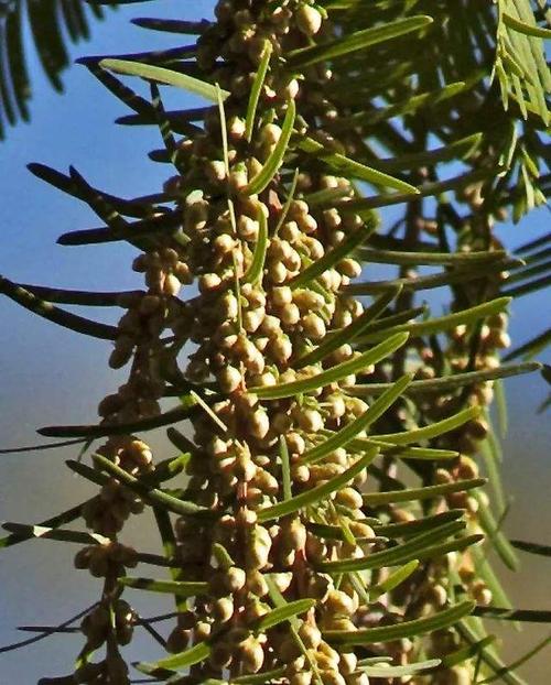 水杉(metasequoia glyphtostroboides hu et cheng)